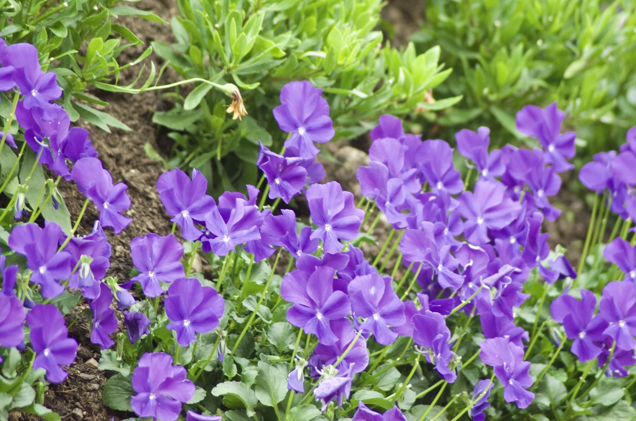 Flowers near Lake Louise