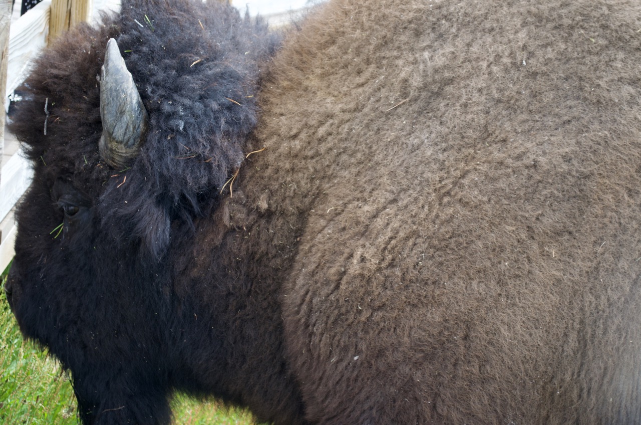 This guy got very close to the walkway. Still, I used a zoom for this shot.