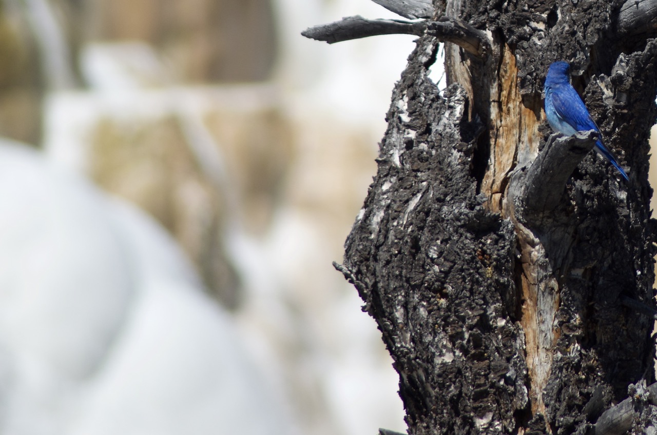 A Mountain Bluebird visits Mammoth Hot Springs.