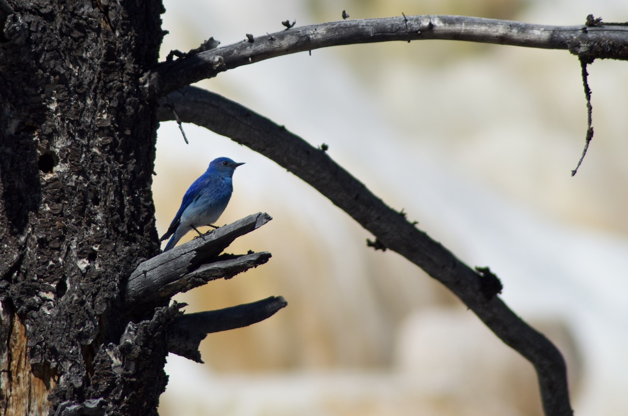 A Mountain Bluebird visits Mammoth Hot Springs.