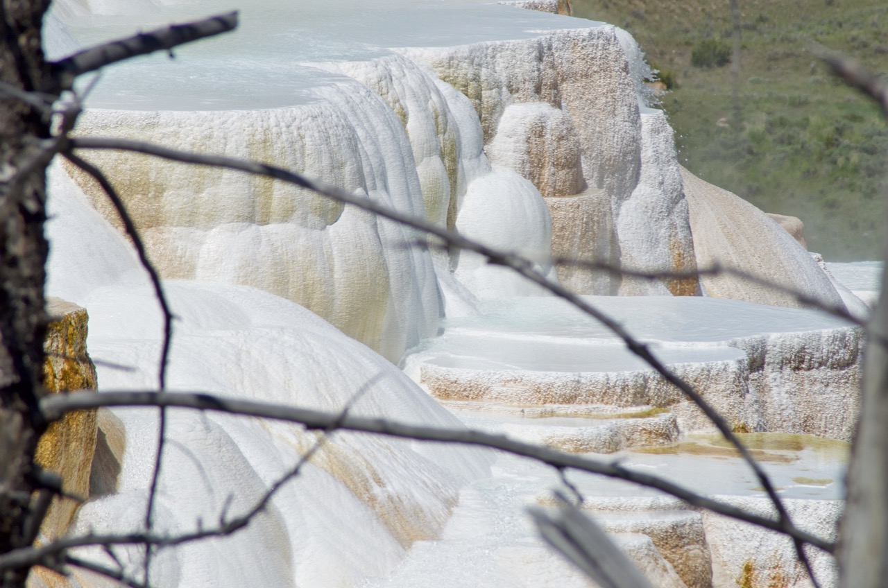 Mammoth Hot springs peeks through the bare limbs of a nearby tree.