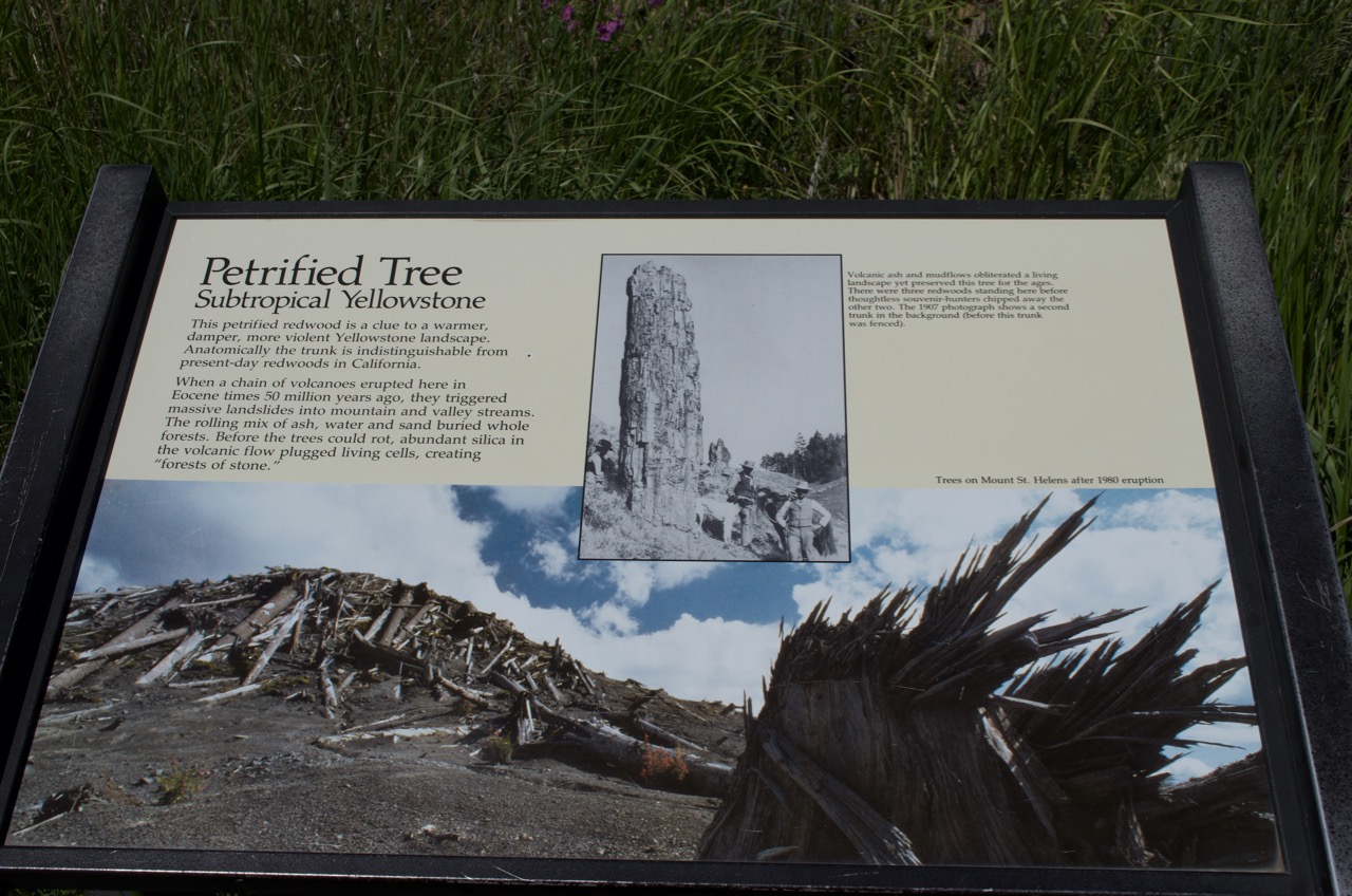 Sign explaining the history of the standing, petrified tree.