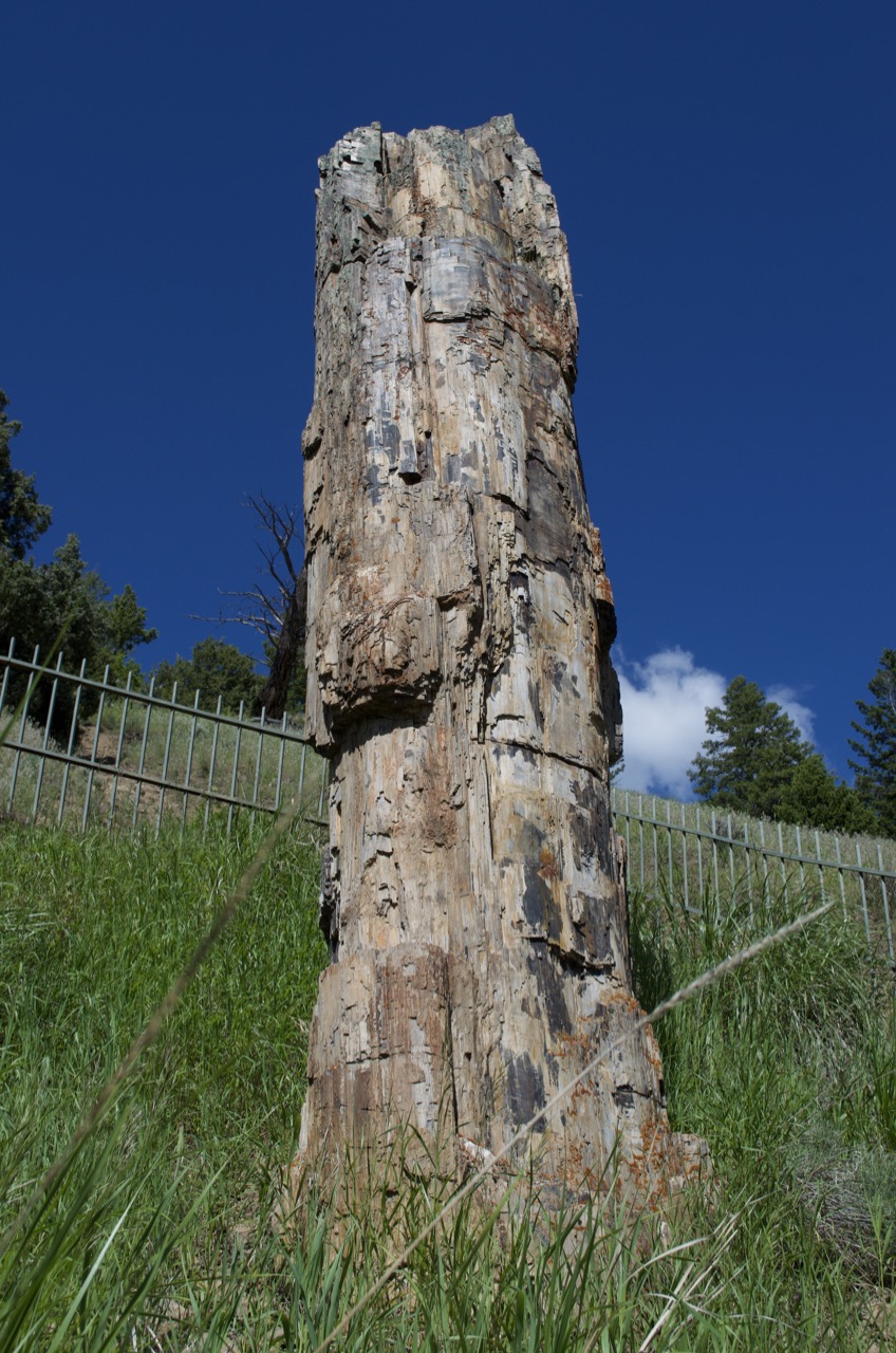 A still-standing portion of a petrified redwood.