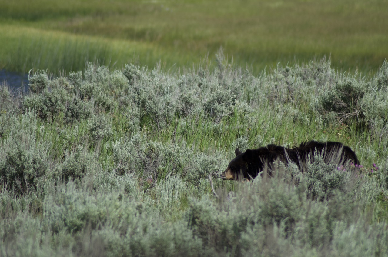 Black bear at Yellowstone.