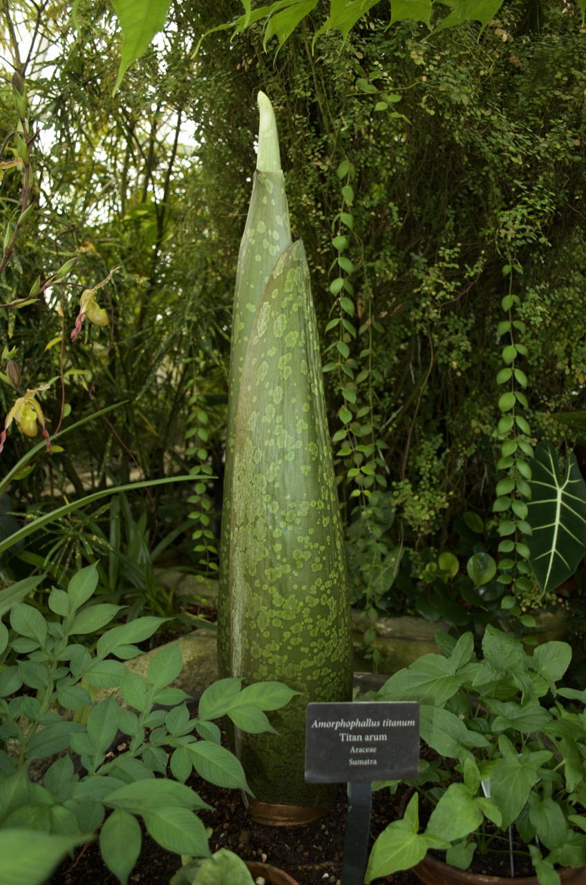 Amorphophallus titanum