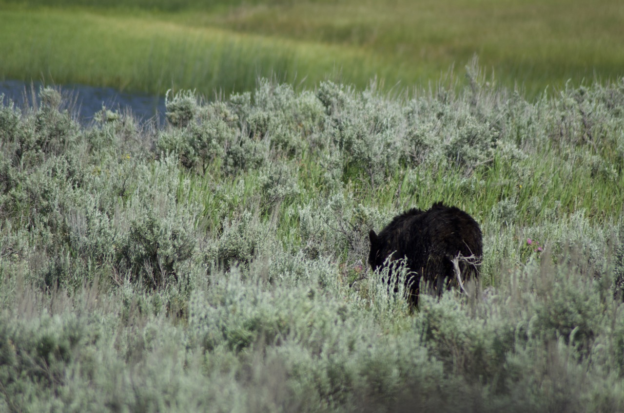 As close as I need to be to a black bear.