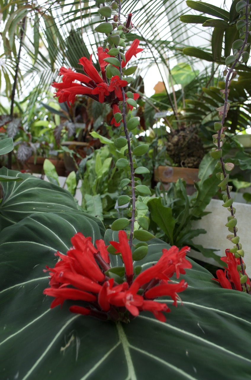 A little red to brighten the greenhouse.