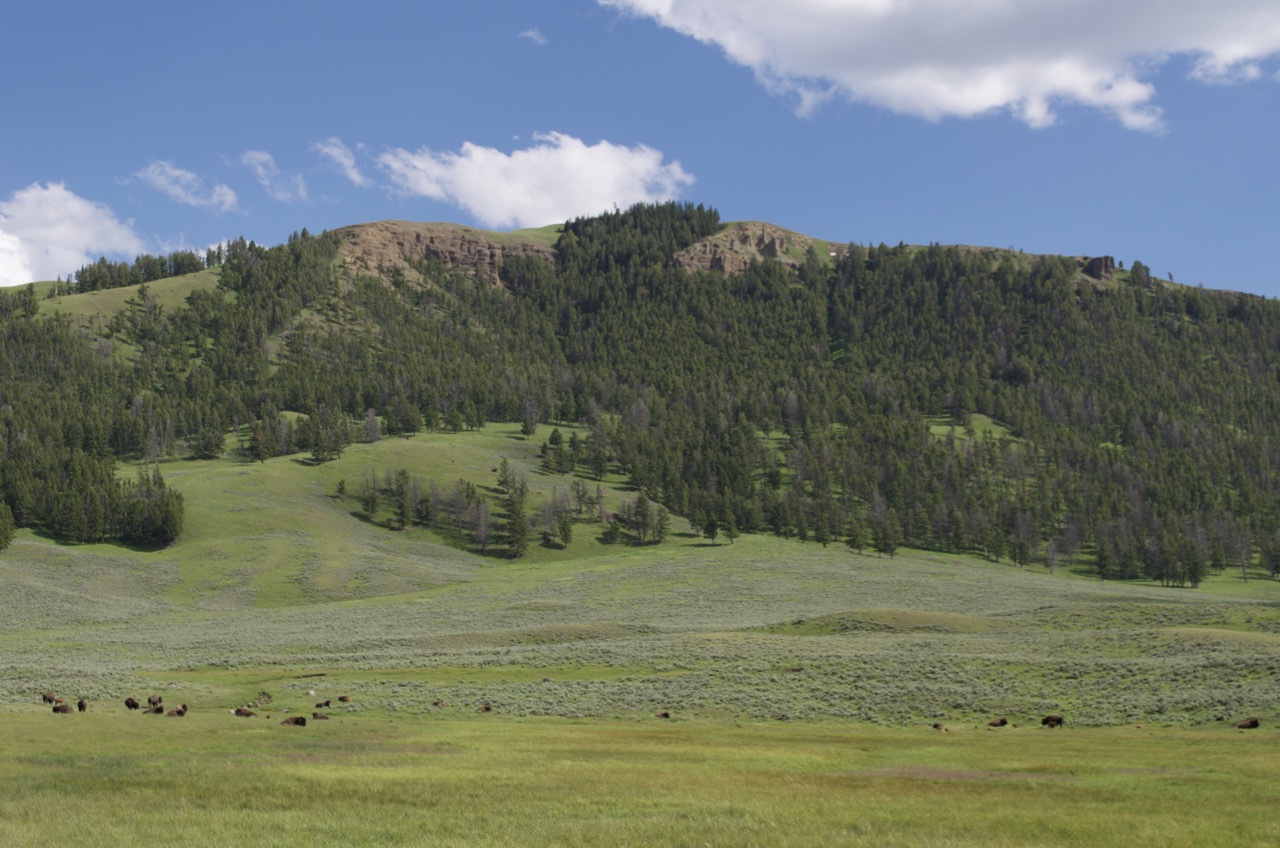 The valleys of northern Grand Loop Road in Yellowstone.