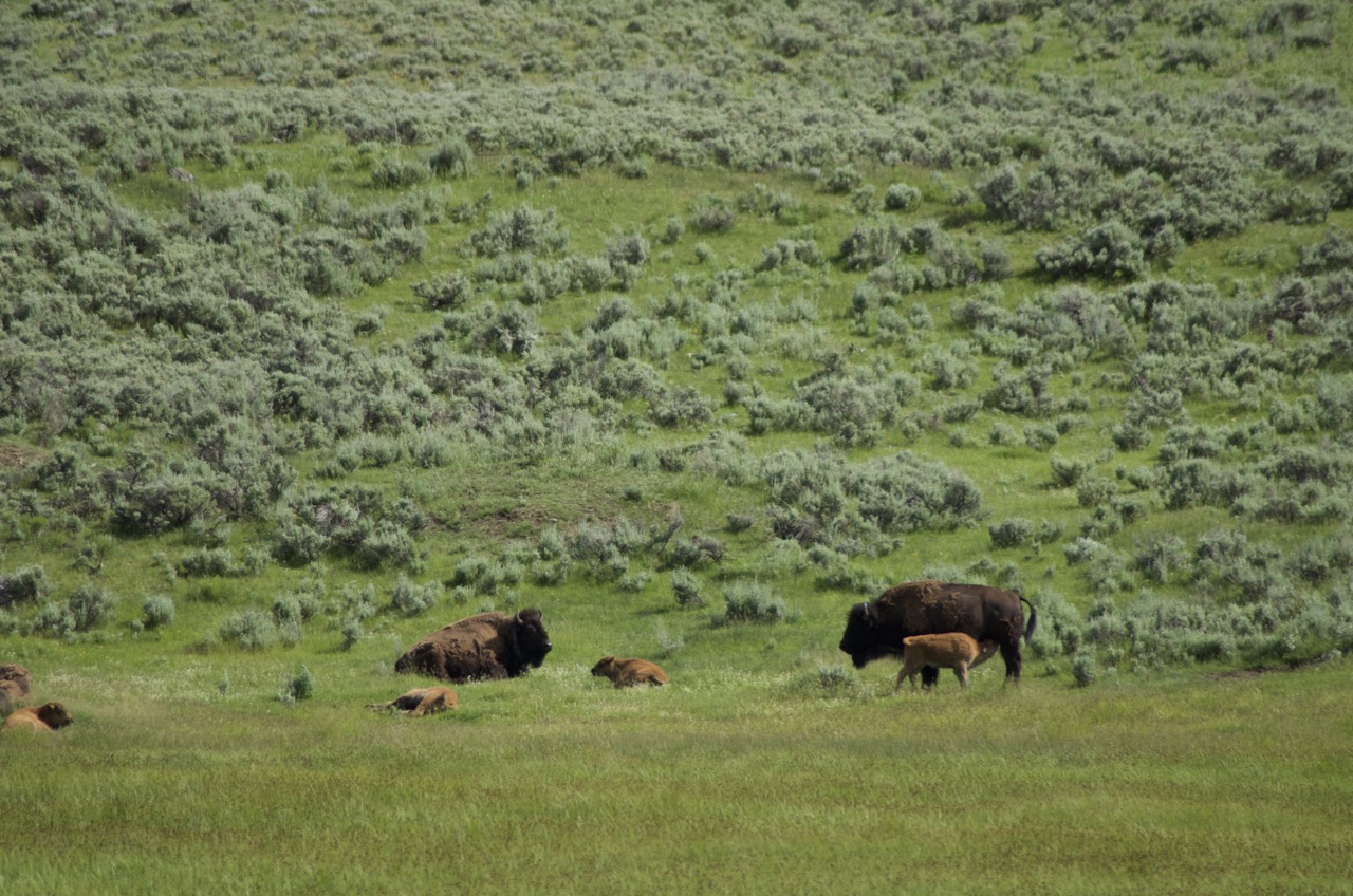 Mamma bison and calf.