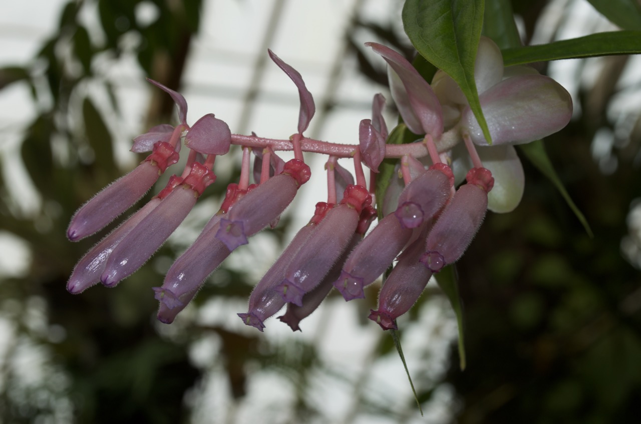 Conservatory of Flowers, San Francisco Golden Gate Park.