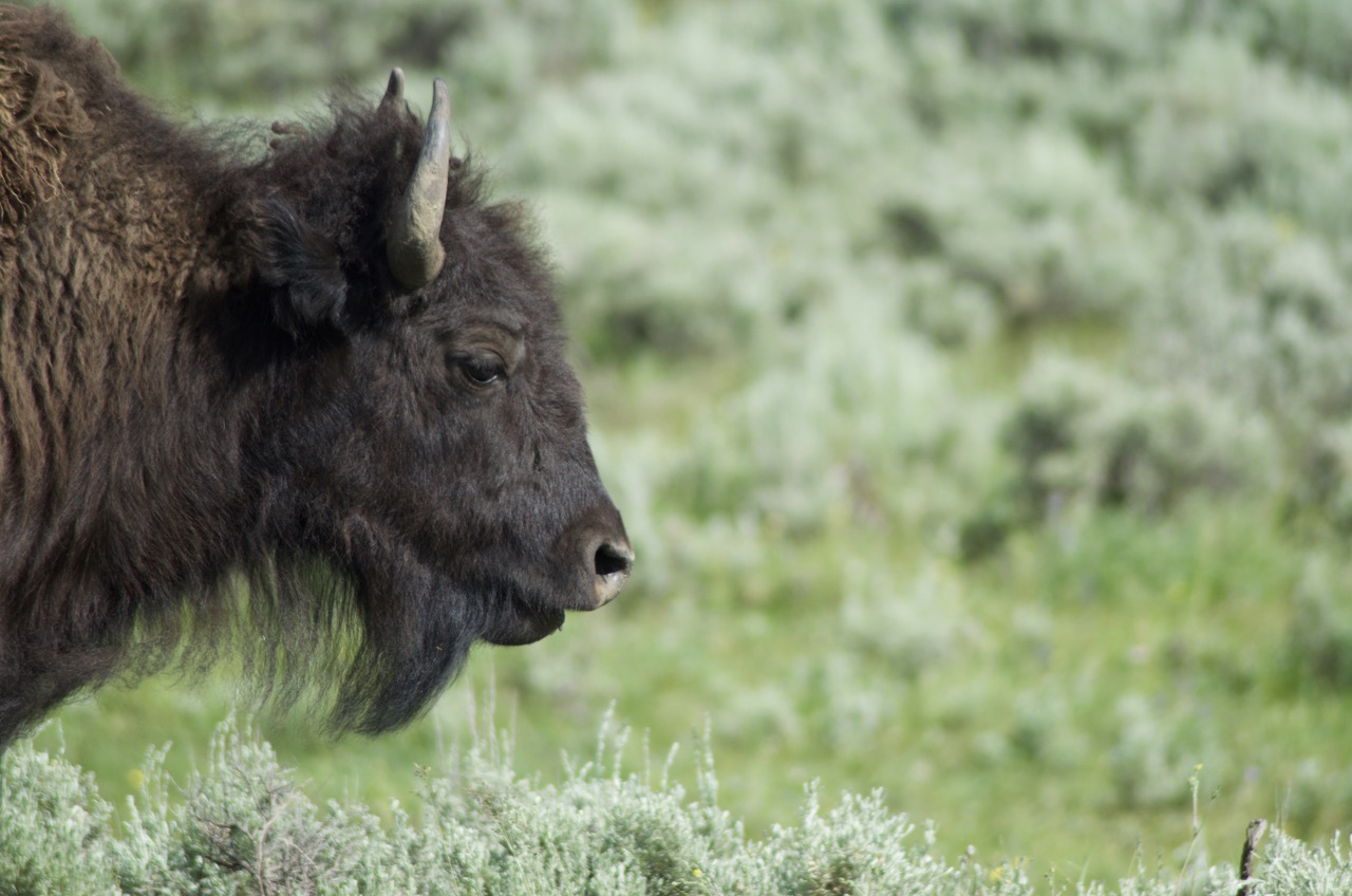 Old, wise bison. At least, that's what he told me.