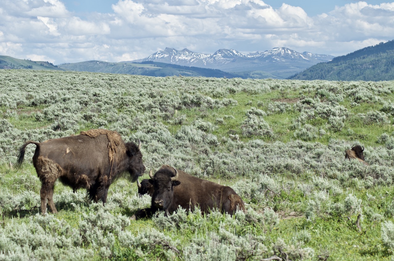 I don't get to see bison that often, so I took a few pictures.