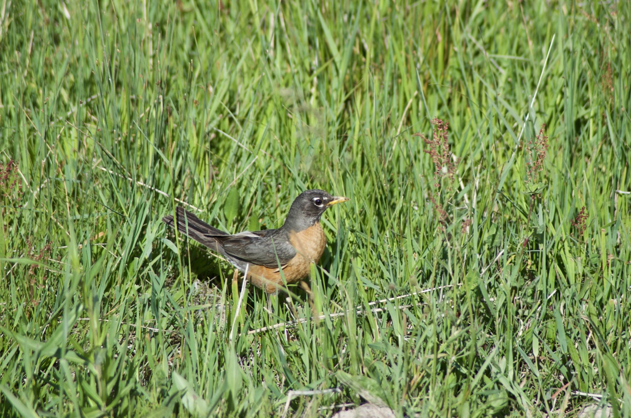 I don't know Western fauna very well, but I'm fairly confident this is a bird.