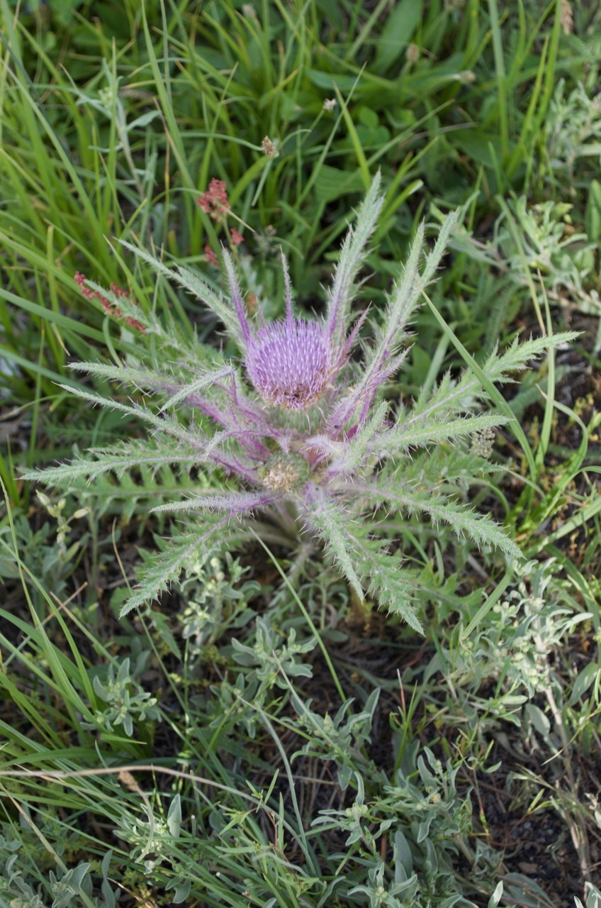 I believe this is called Elk Thistle.