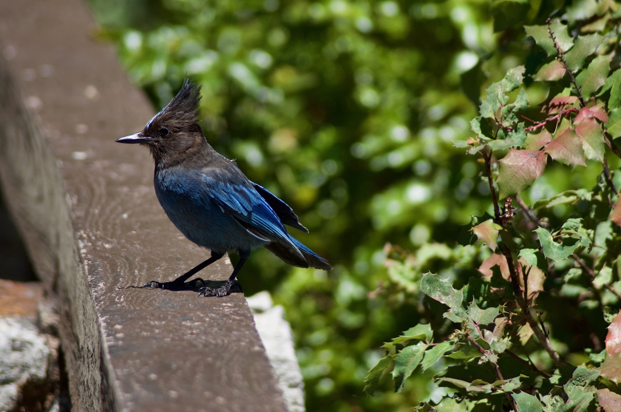 Bird at Shasta Lake.