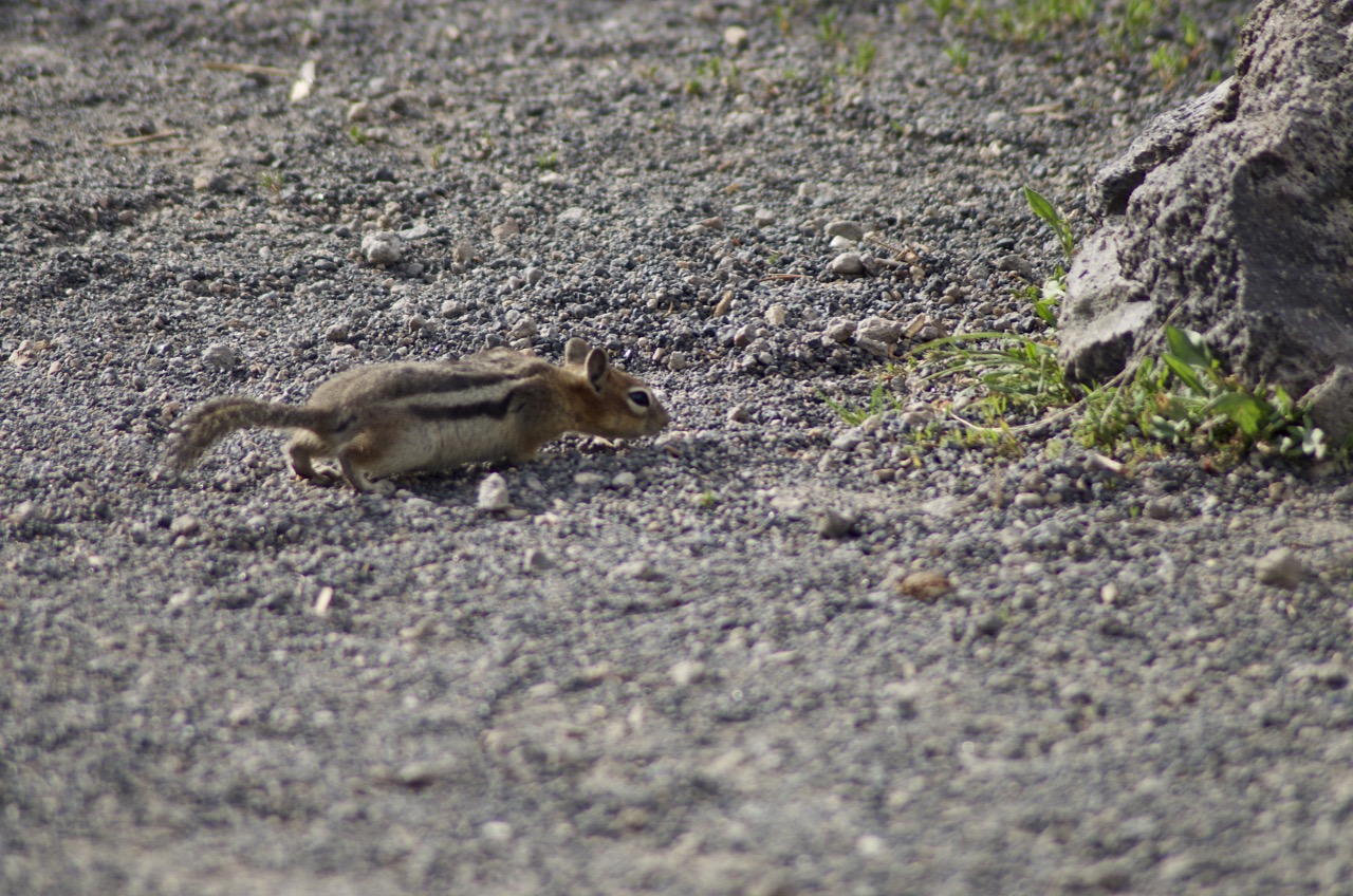 In our experience, little beasties like this chipmunk are best seen along the less-crowded paths.