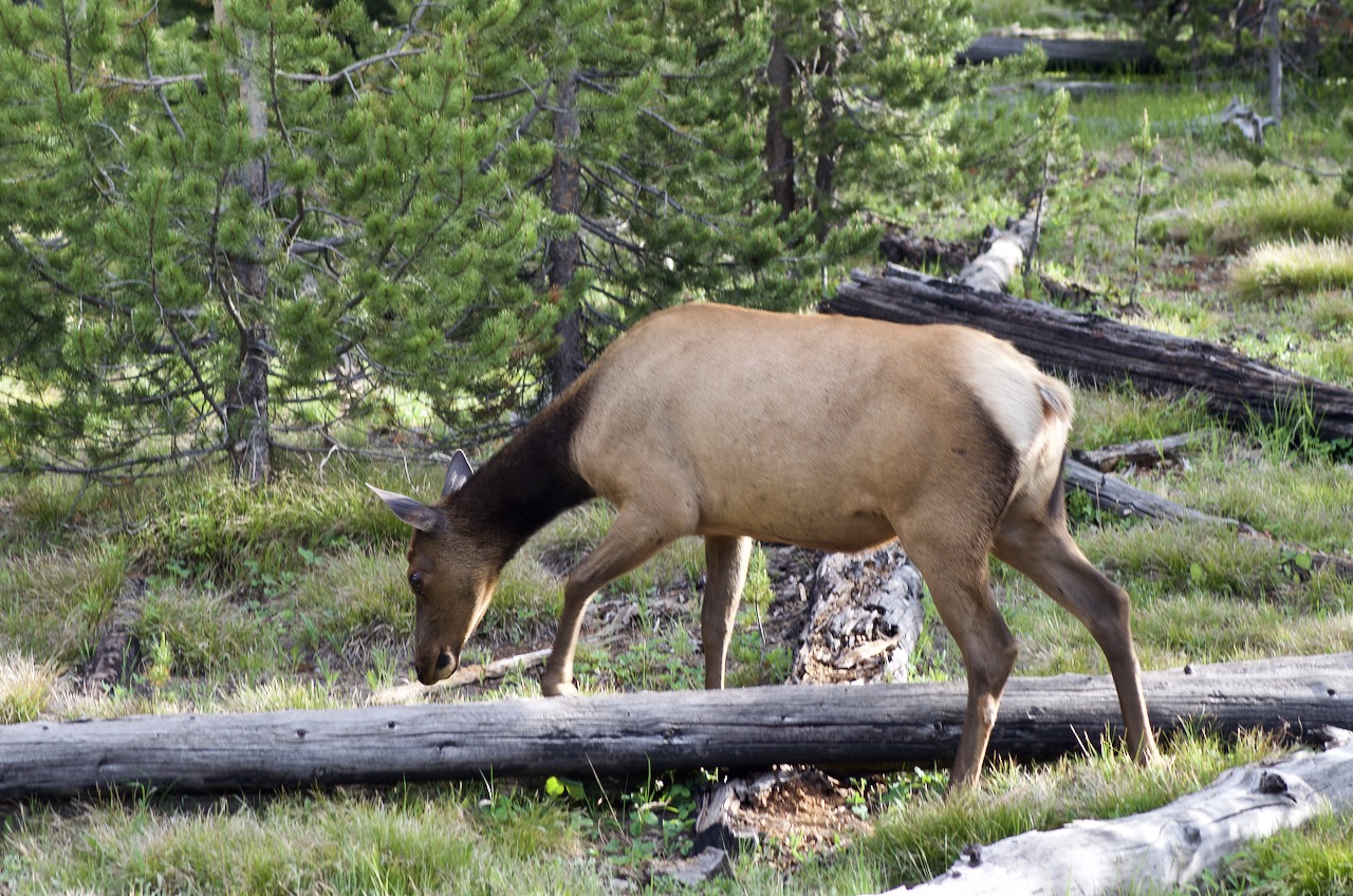 Elk doing elk things.