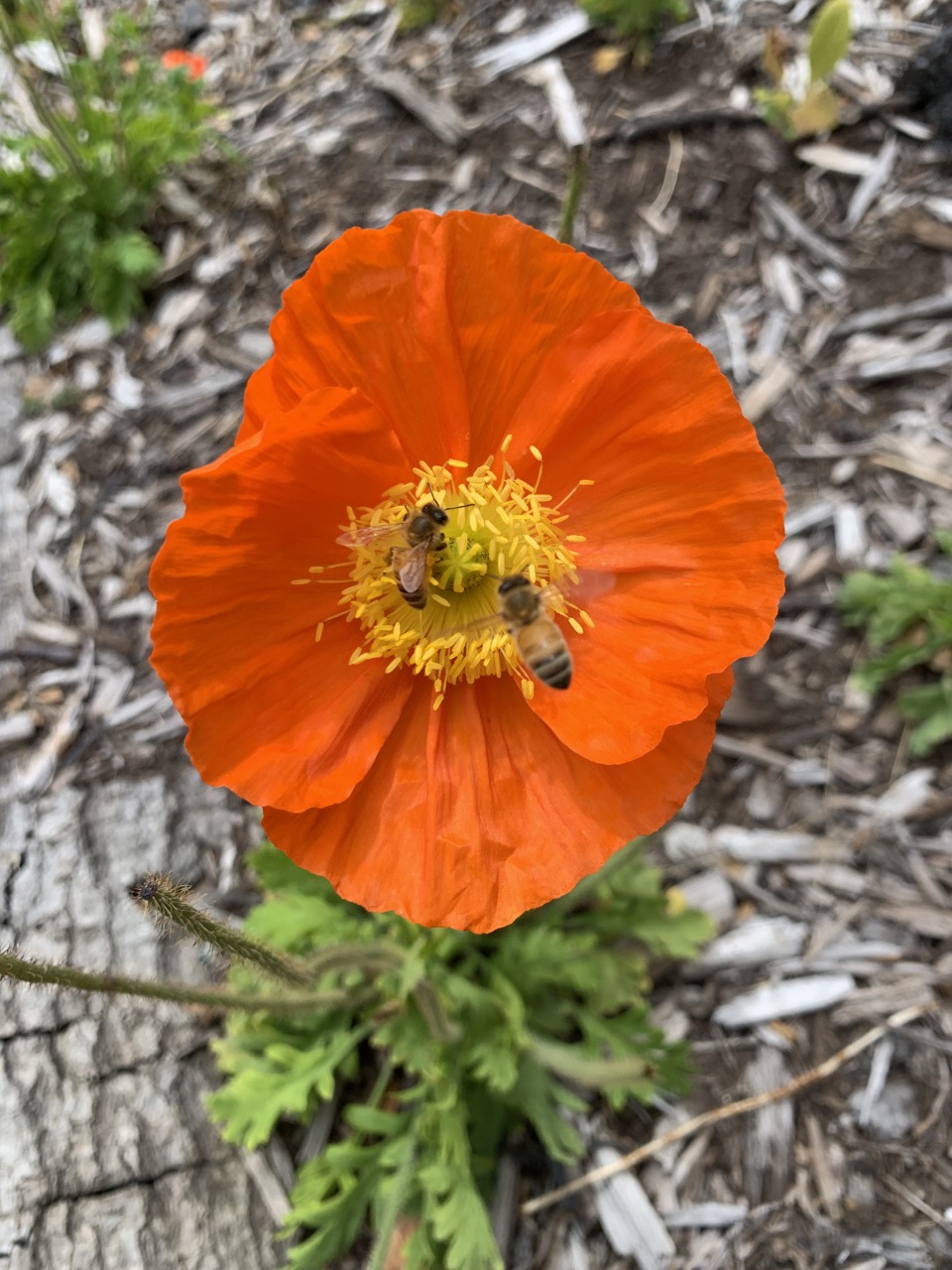 Bees doing their thing.