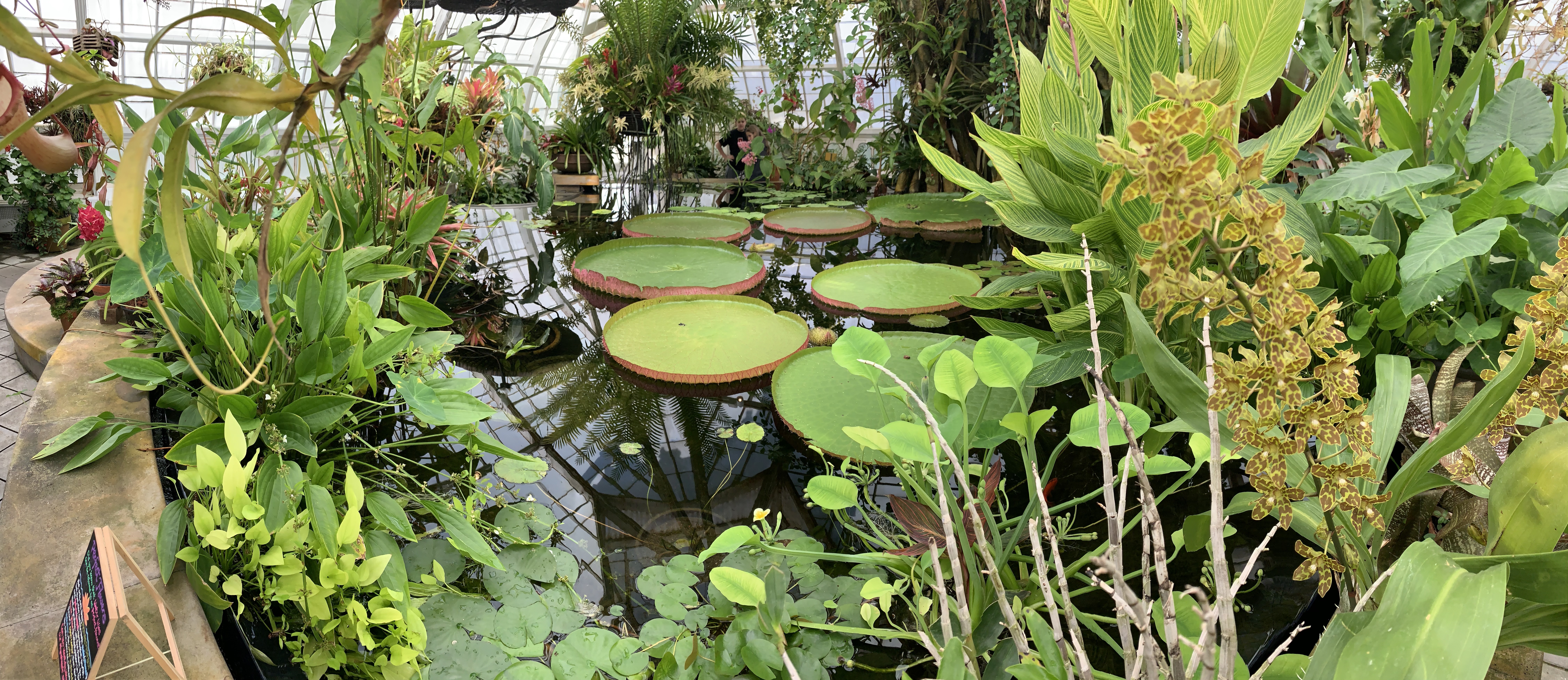 Pano of the lily pond at Golden Gate Park.