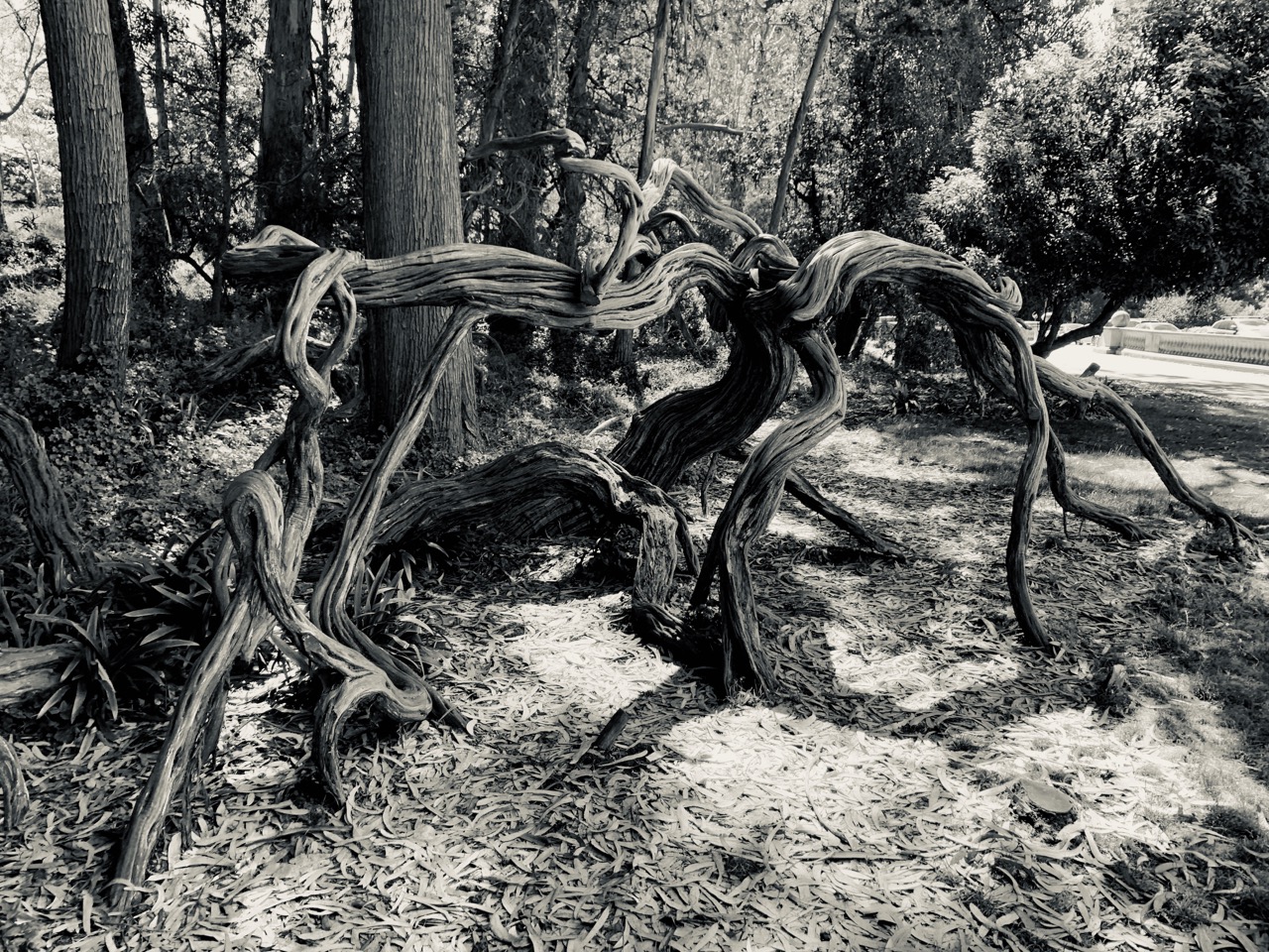 Twisted roots, Golden Gate Park.