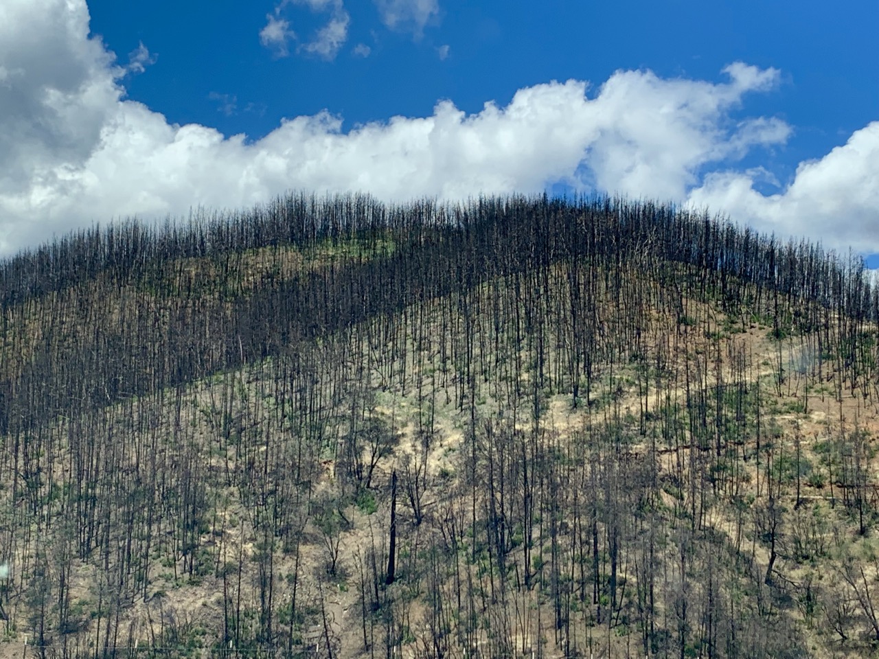 Carr fire remnants in Northern California.