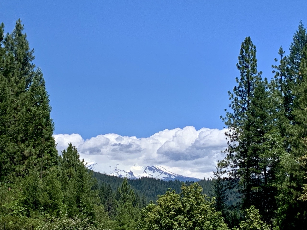 Mt. Shasta "peaking" up in the distance.