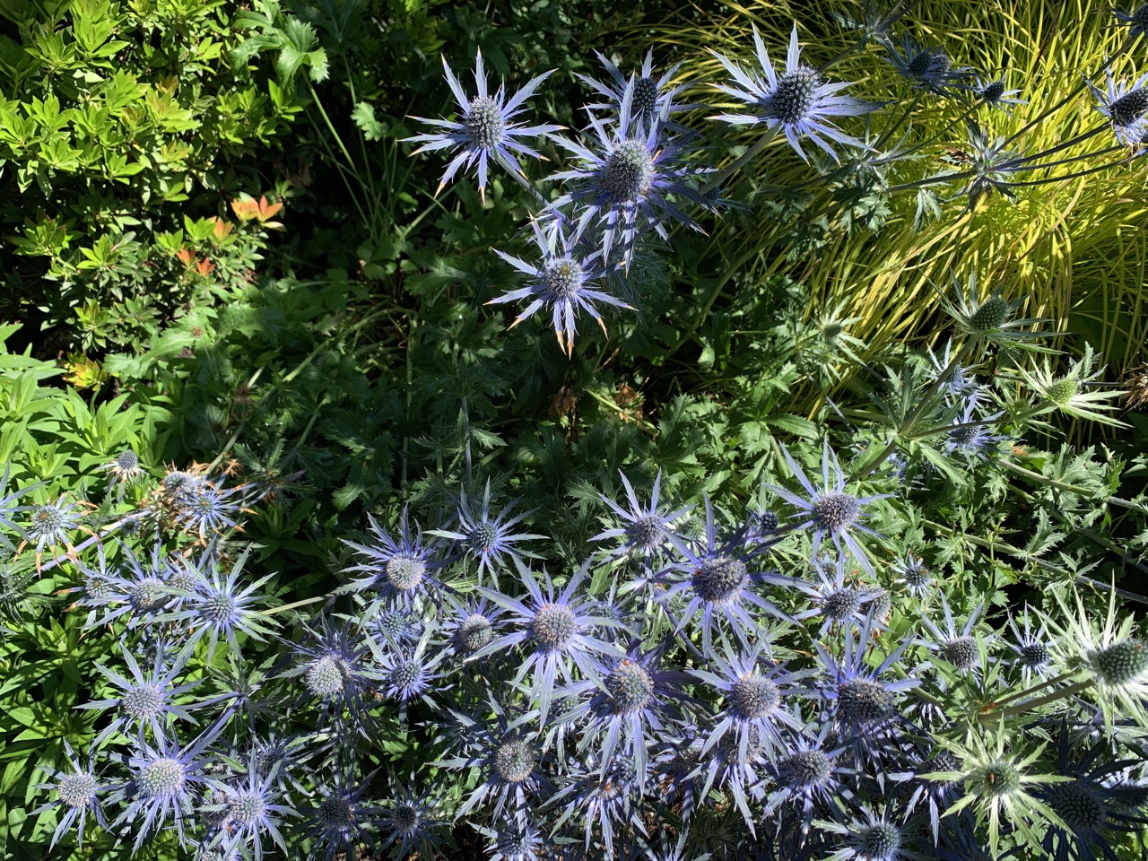 Sea Holly (Eryngium) at Pittock Mansion.