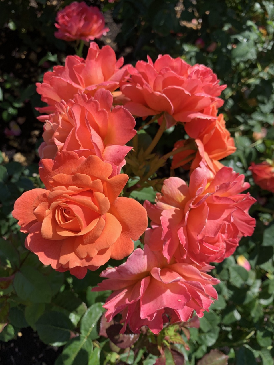 A ring of roses.