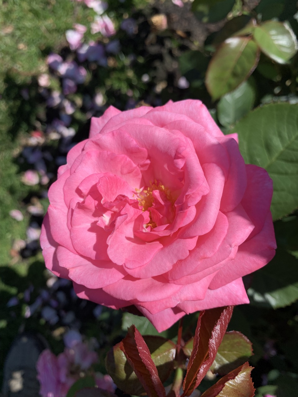 One of the 650 varieties of roses in bloom at the International Rose Test Garden.