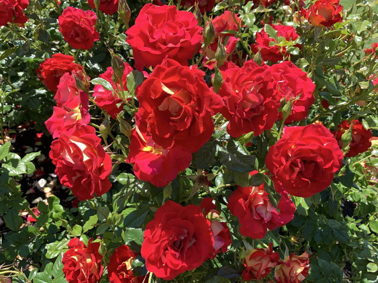 A deep red rose with a true rose fragrance.