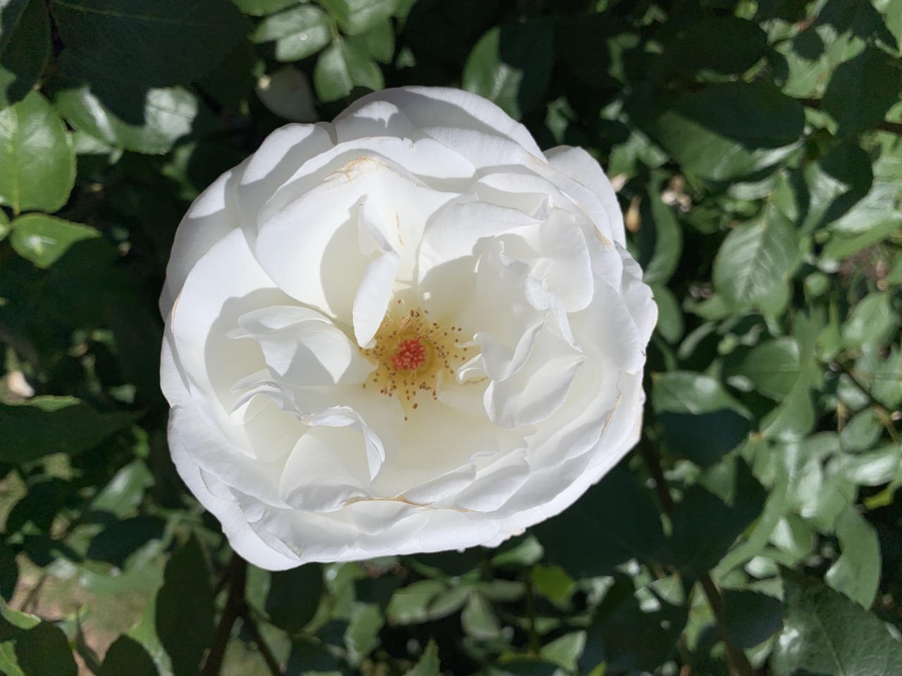 One of the 650 varieties of roses in bloom at the International Rose Test Garden.