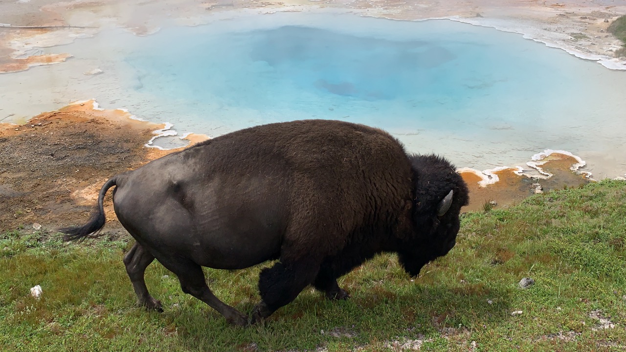 One of the first photos I got in the park was a bison next to a prismatic spring!