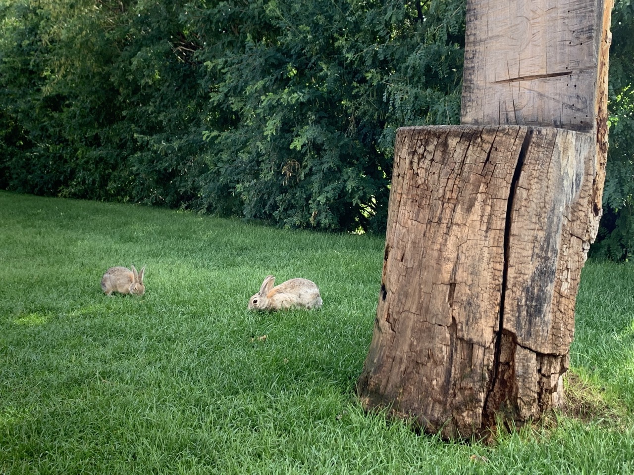 We leave the bears and bisons only to find little bunnies. We made it to our hotel in Cody, Wyoming, thus ending our first trip to Yellowstone.