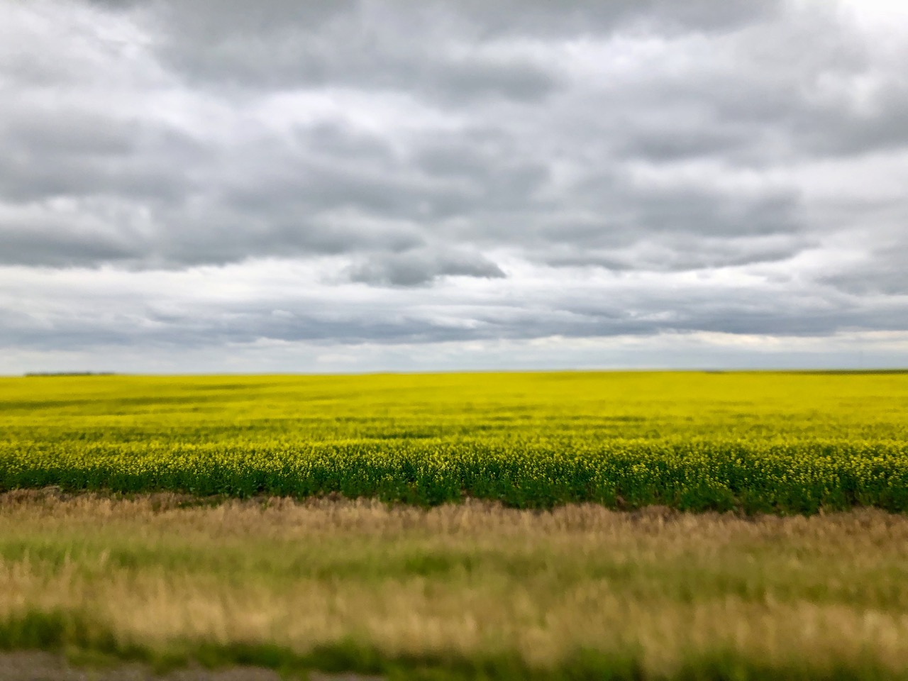 Canola field in Alberta.